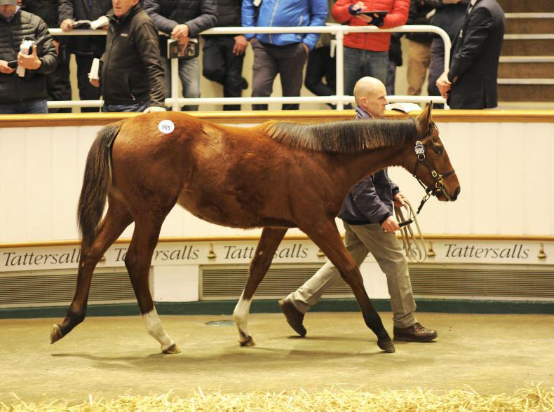 Dansili filly tops trade on busy Friday session