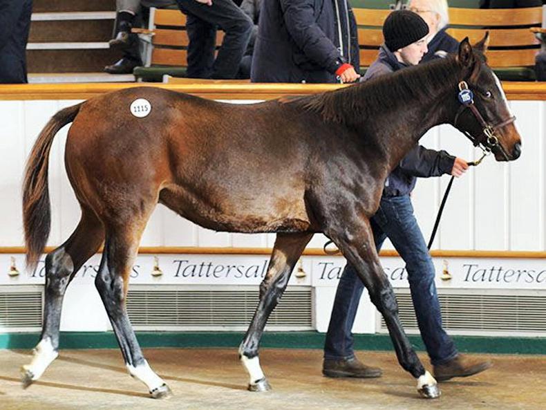 VIDEO: 110,000gns Showcasing colt tops final day of Tattersalls Foal Sale