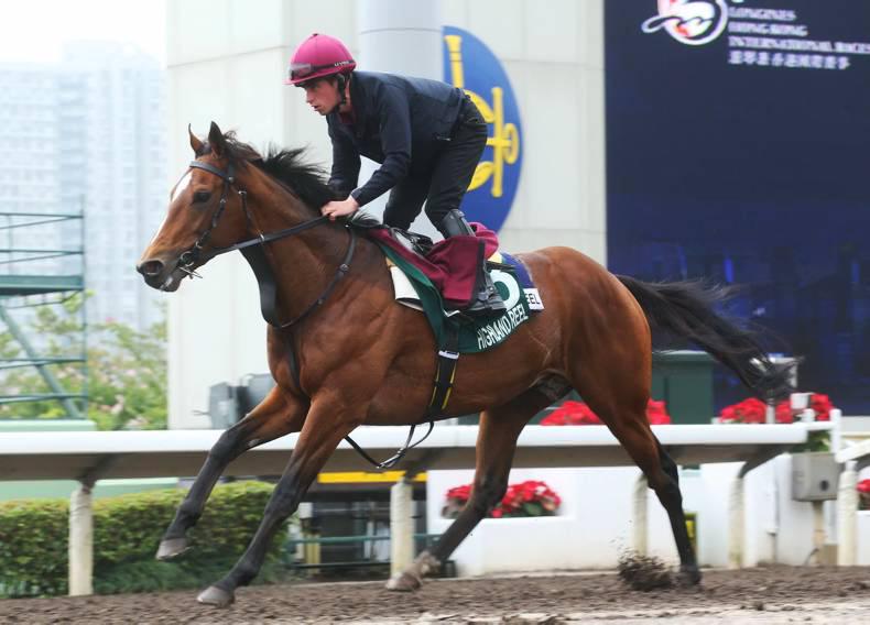 VIDEO: Highland Reel runner-up in Hong Kong Vase