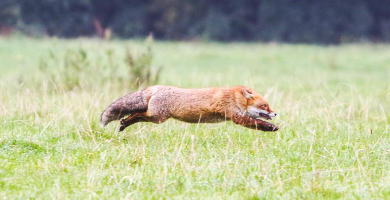 ON POINT: HUNTING NEWS AND VIEWS