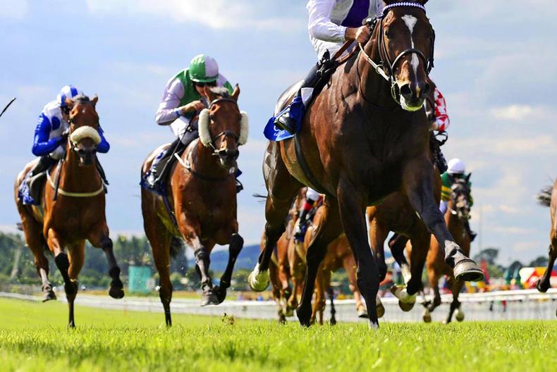 New Zealand: Start Wondering no more