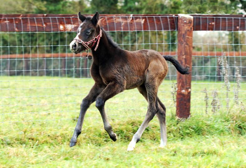 First foals of 2017 : Gutaifan