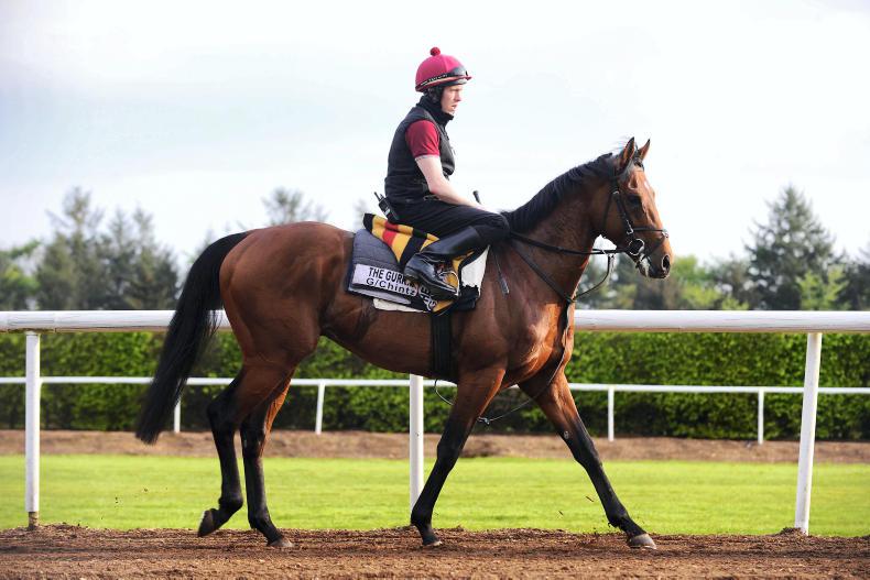 The Gurkha : Standing at Coolmore Stud