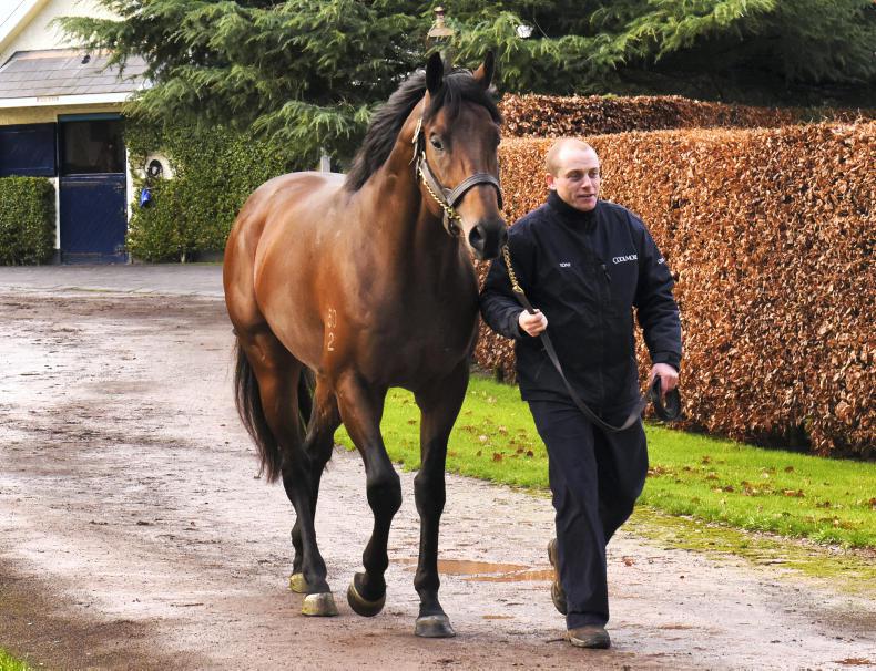 Pride Of Dubai : Standing at Coolmore Stud