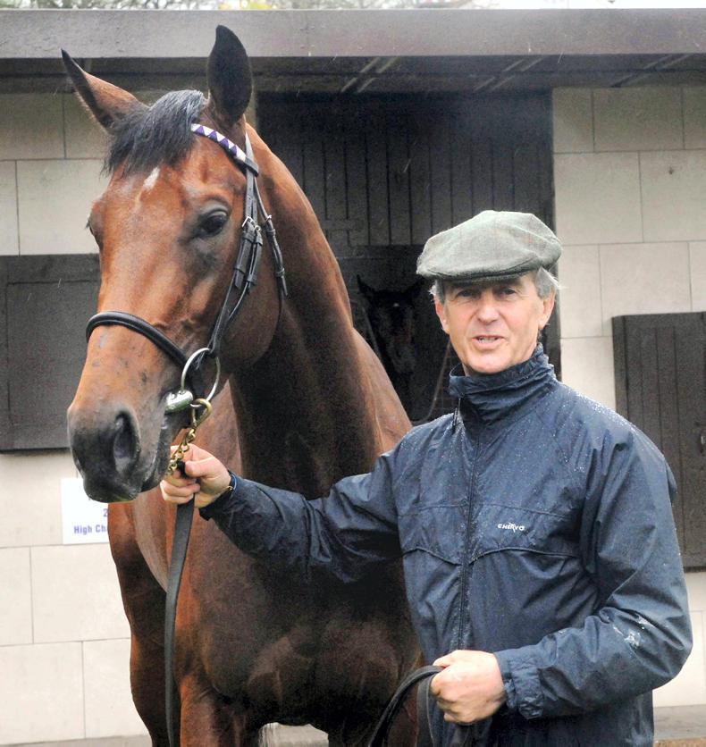 Teofilo : Standing at Kildangan Stud
