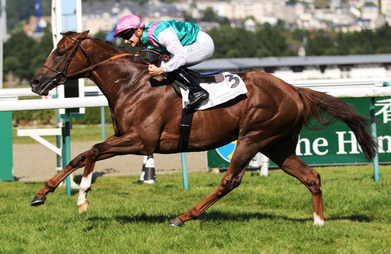 NEW BAY : Standing at Ballylinch Stud