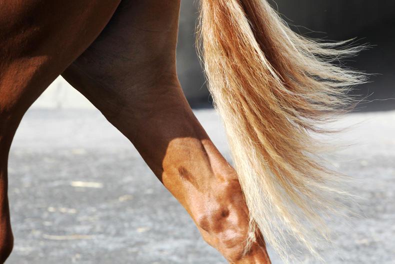 HANDS ON:  Lameness linked to health problems 