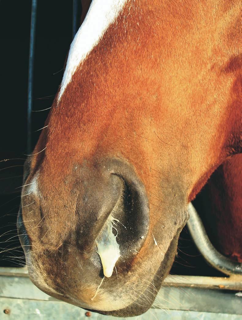 HANDS ON:  Equine  Flu - act now to protect your horse