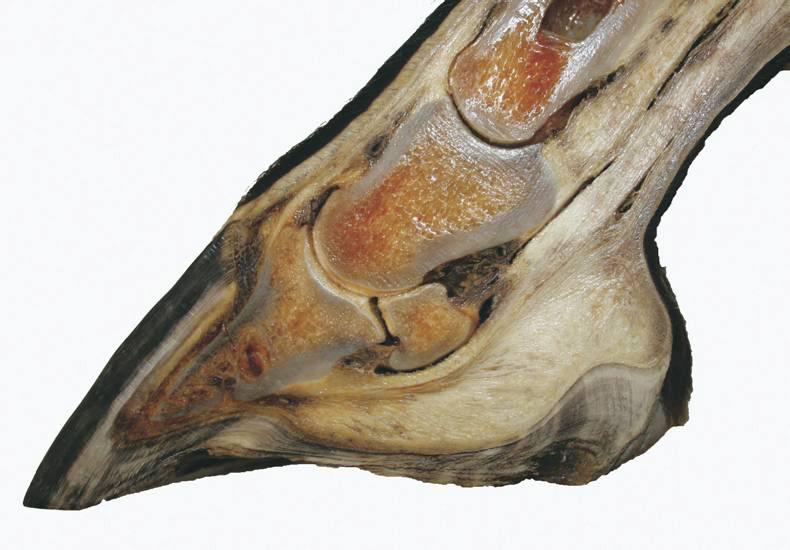 HANDS ON:  Dealing with foot abscesses