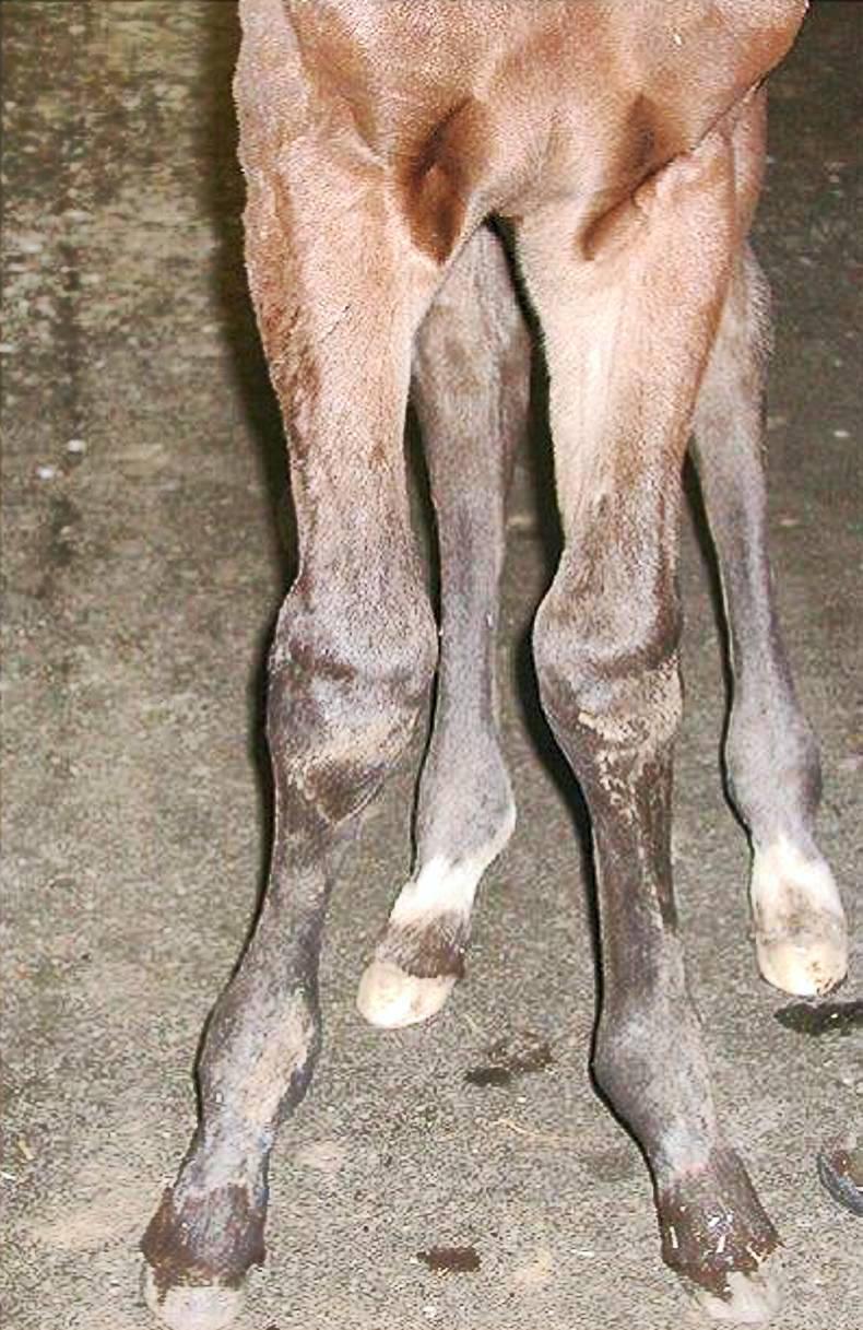 Limb deformity problems in foals     