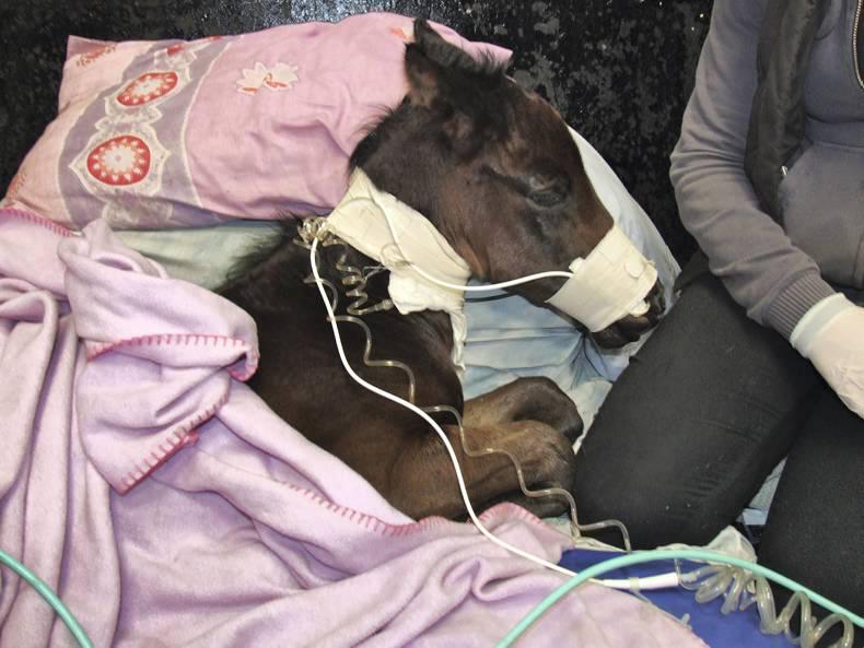 HANDS ON:  Foal lateral recumbency methods