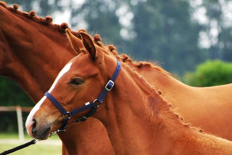 HANDS ON:  Safe handling of foals