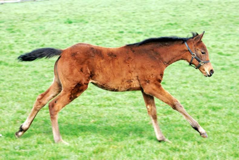 HANDS ON: Key health indicators for newborn foals