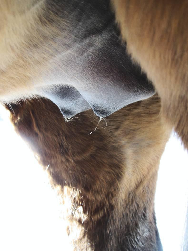 HANDS ON: FAQs on breeding       