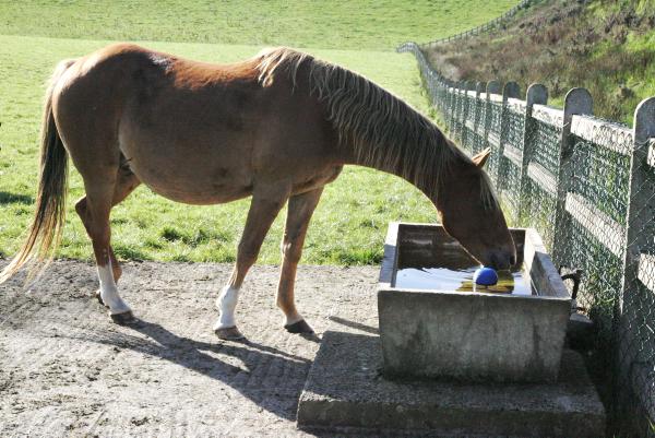 Hands On: Preventing Virus Abortion