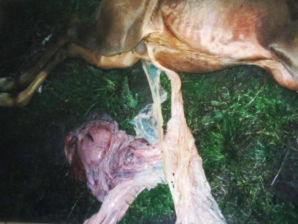 Hands On: Equine Herpes Virus 