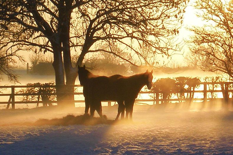 HORSE SENSE: Maintaining condition throughout winter