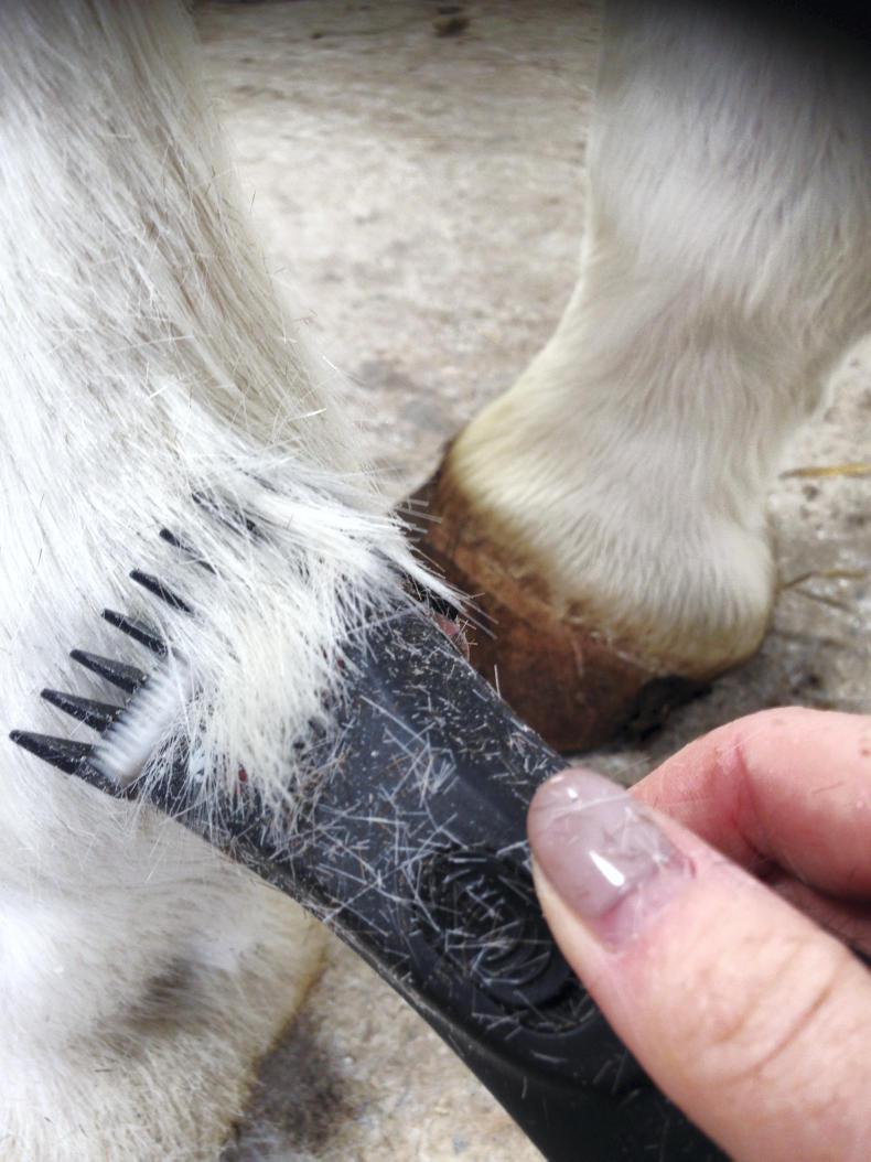 HORSE SENSE: Trimming heels and fetlocks