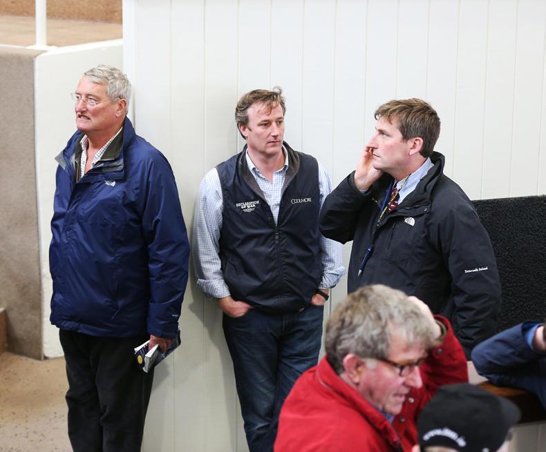 HORSE SENSE: Timmy Hillman's foal sale advice