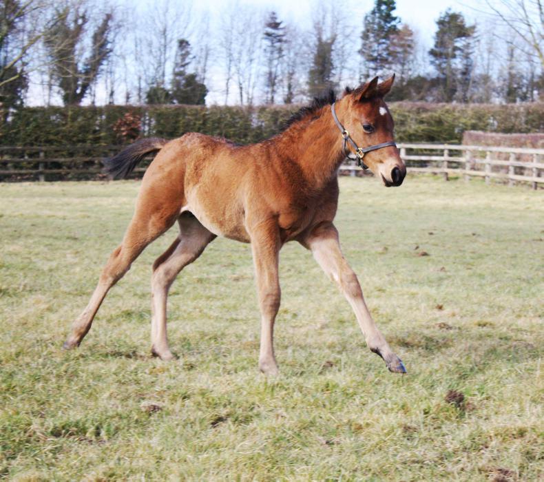 HORSE SENSE: The developing foal – what to keep an eye out for