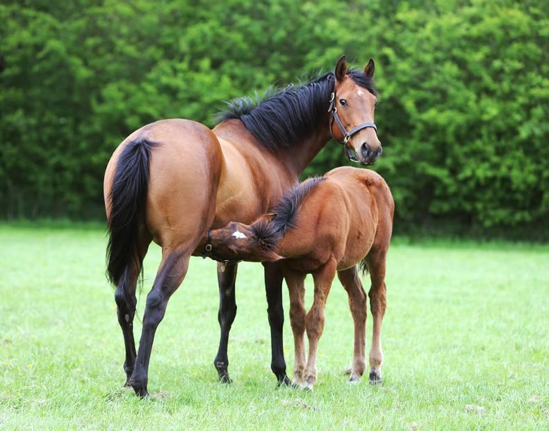 HORSE SENSE: How much does it cost to breed and produce a foal?