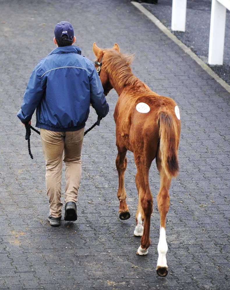 HORSE SENSE: 'The walk is key and no walk means you will really struggle'