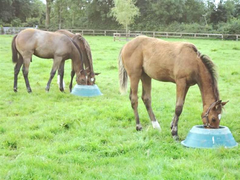 HORSE SENSE: Nutritional programmes to help produce a more athletic weanling