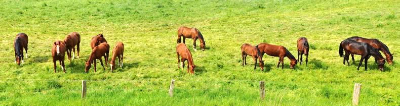 HORSE SENSE: Equine Body Language - Part 1