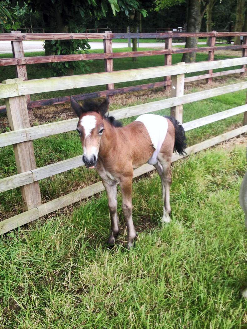 HANDS ON: Mastitis case in a foal 