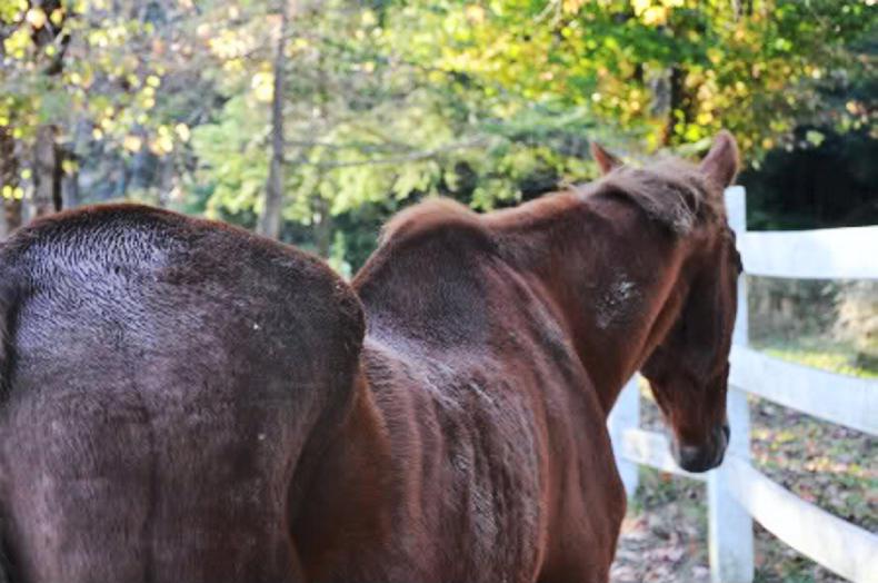 HANDS ON: Winter checklist for horses