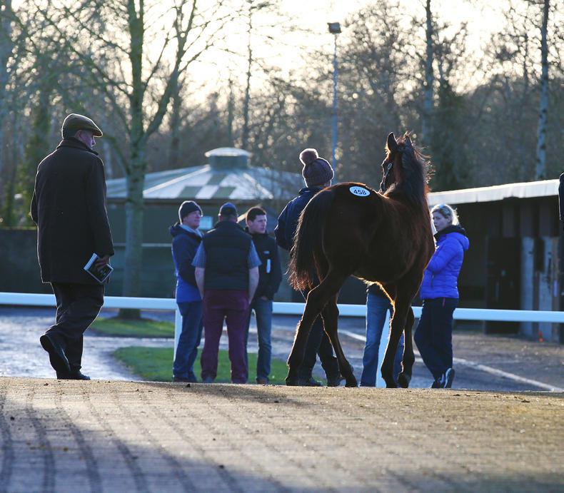 €86,000 Dandy Man colt stars on day two of Goffs February Sale