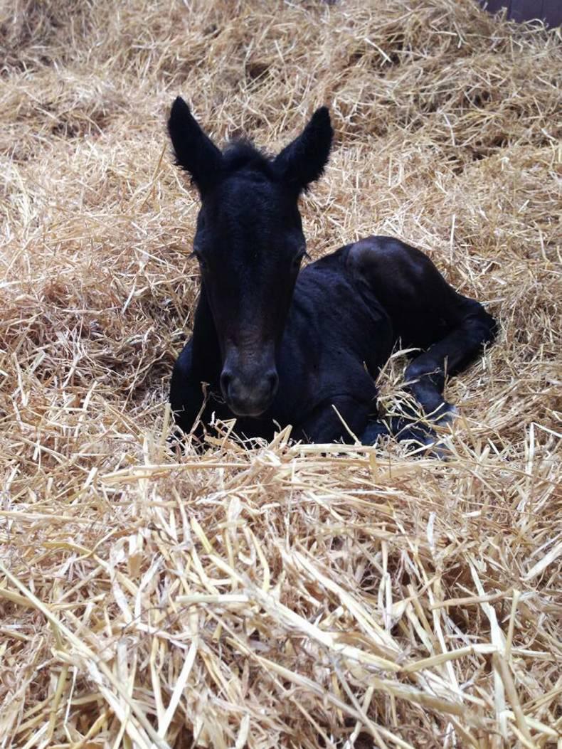 HORSE SENSE: What type of bedding is best?