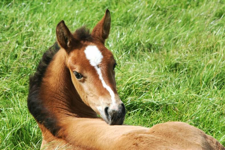 HORSE SENSE: Pre and post sales veterinary examinations