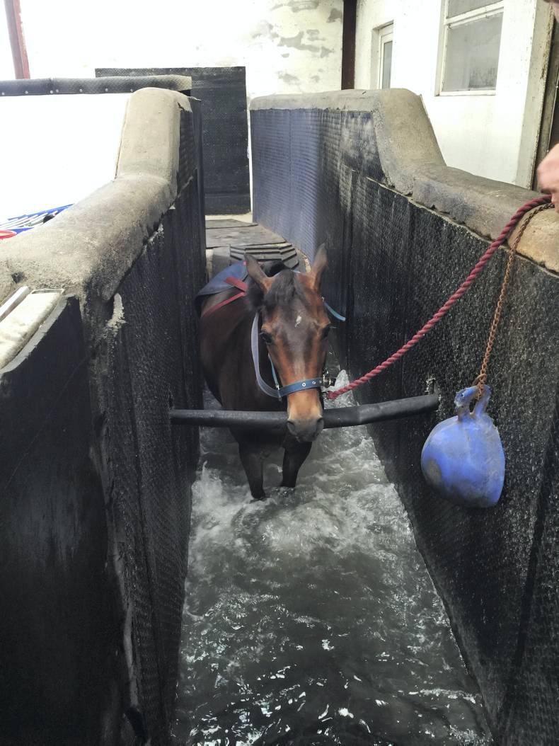 Horse Sense: The power of H2O                                                   