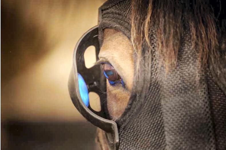 Equilume - A glowing revolution in horse breeding