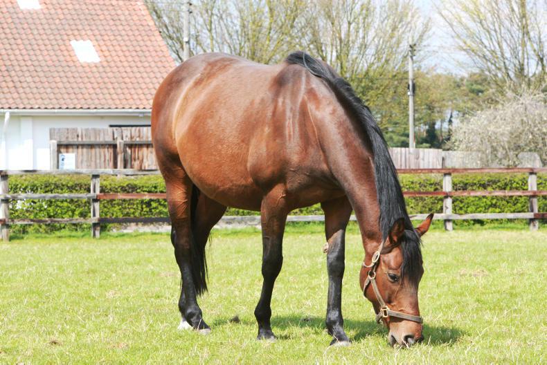 HORSE SENSE: Your step-by-step guide to mare and foal nutrition