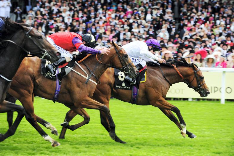 Prince Of Lir : Standing at Ballyhane Stud