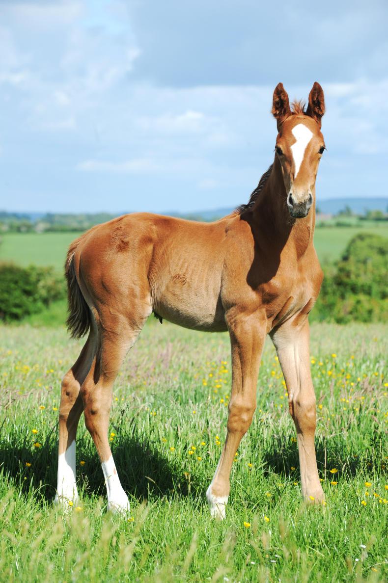 HORSE SENSE FOALING: Sample foaling system