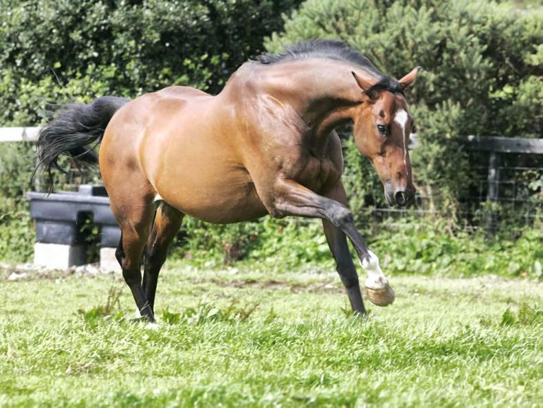 HORSE SENSE: A life after racing