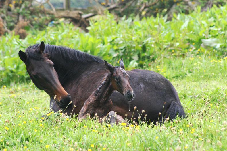 HORSE SENSE FOALING: Breeding during foal heat versus later cycles 