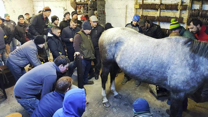 HORSE SENSE HOOFCARE: Farriery going forward