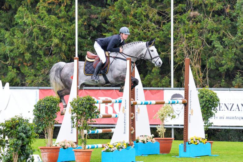 STALLIONS 2017: Hallowberry Cruz, a traditional model of consistency

