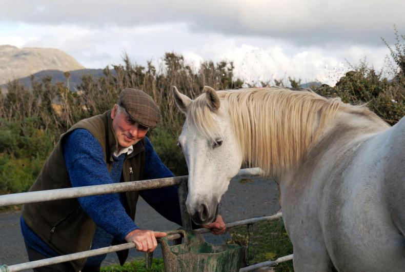 CONNEMARA PONY WORLD: Gentle John 