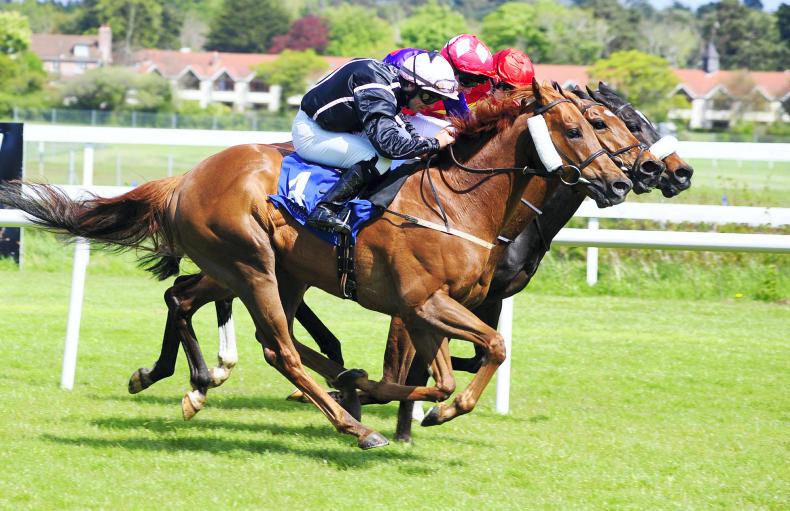 Onenightidreamed lands Tipperary feature for Fozzy Stack