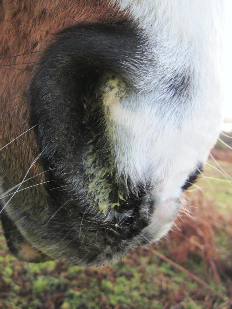 HANDS ON:  Strangles vaccine available again