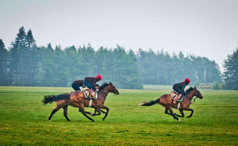 HORSE SENSE: Interested in becoming an exercise rider?