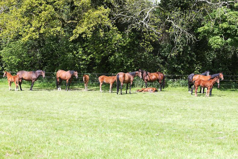 NEWS:  WRC inspections focusing on equine sector