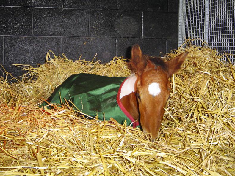 HANDS ON:  Rhodococcus Equi in foals