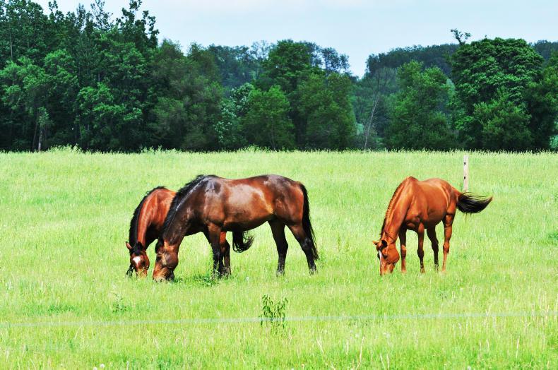 ADVERTORIAL: ENVY-able equine paddocks 