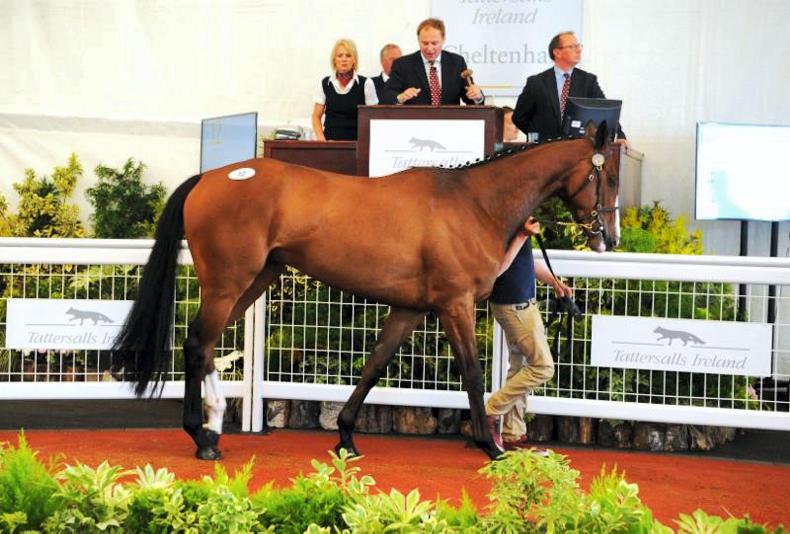 TATTERSALLS CHELTENHAM MAY SALE: Cheltenham dominated by Irish pointers